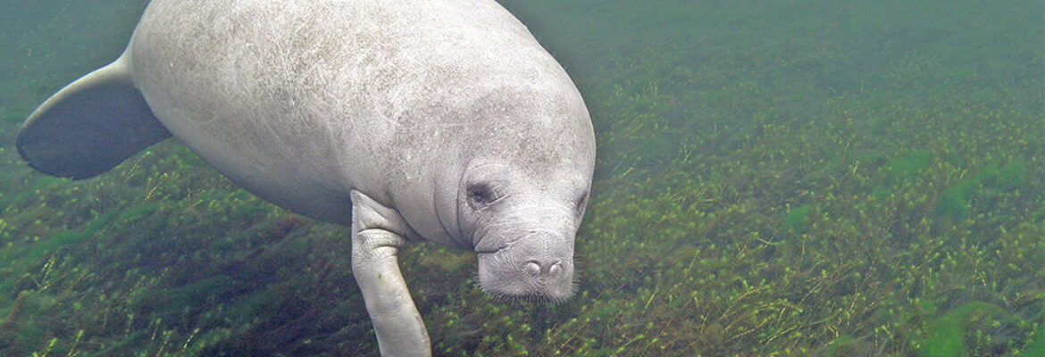 Edward Ball Wakulla Springs State Park